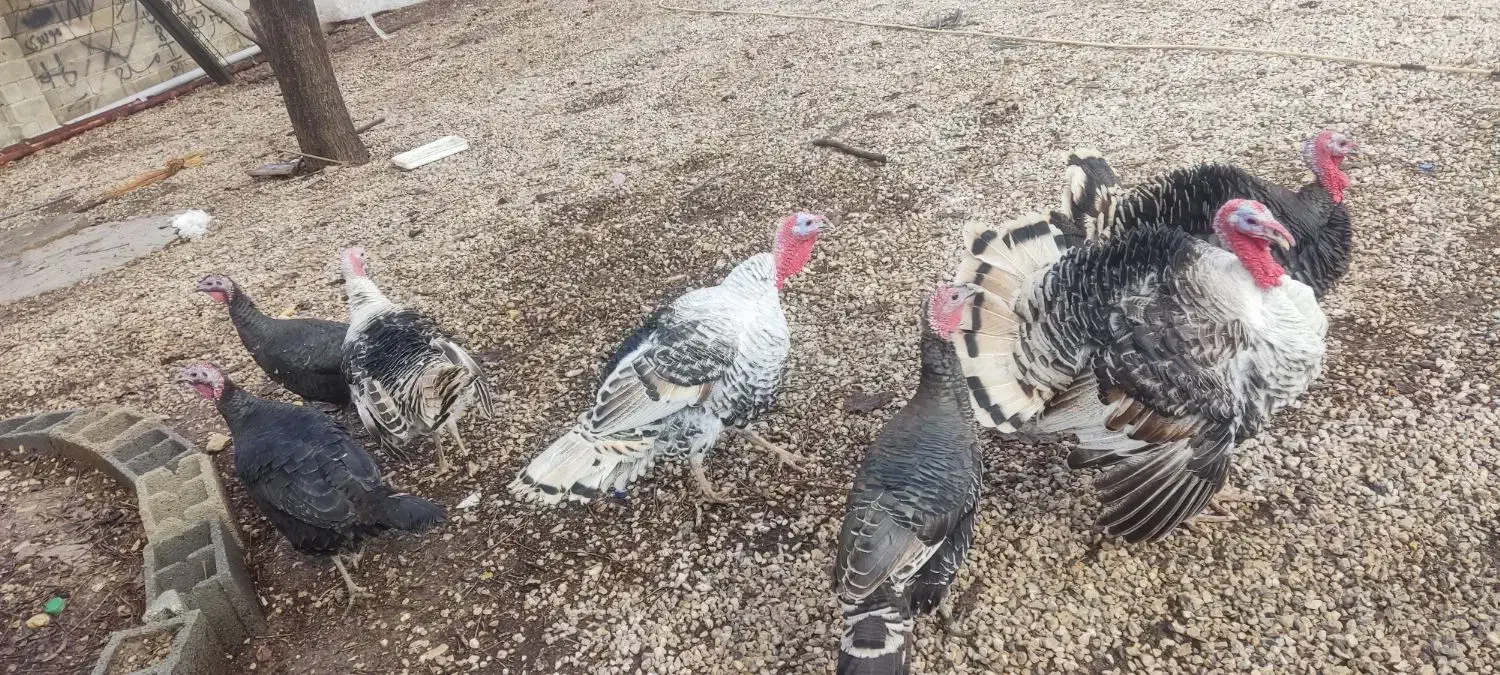 فروش بوقلمون نر|حیوانات مزرعه|یاسوج, |دیوار