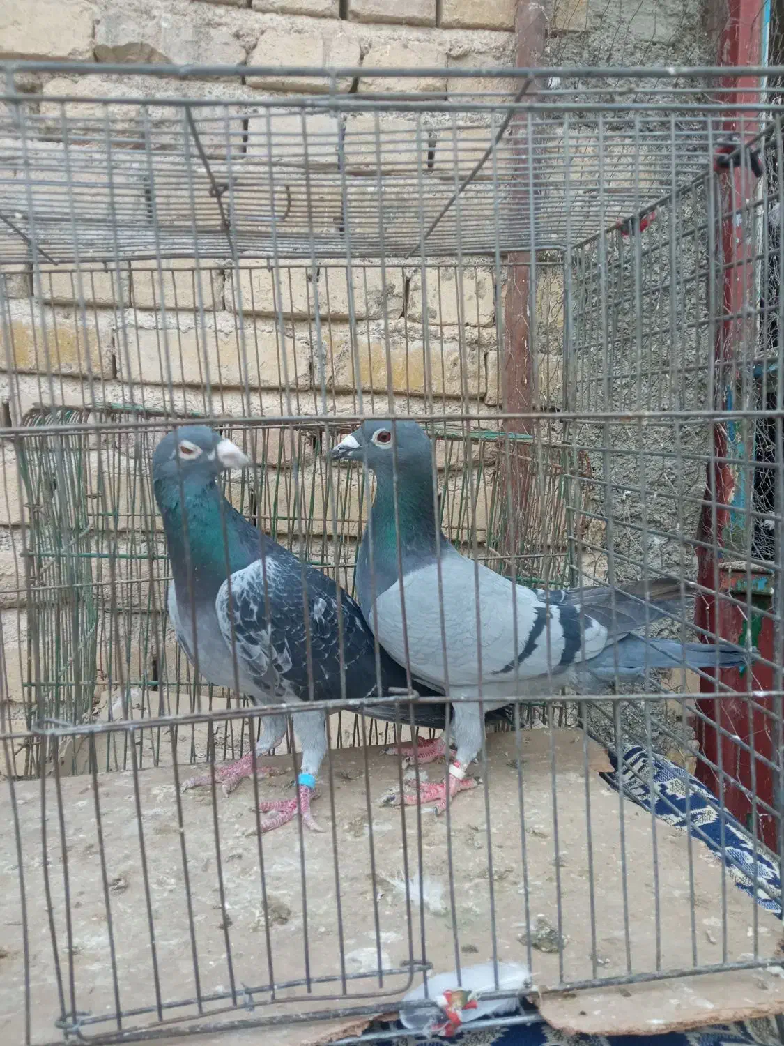 کفتر پلاکی|پرنده|نهاوند, |دیوار