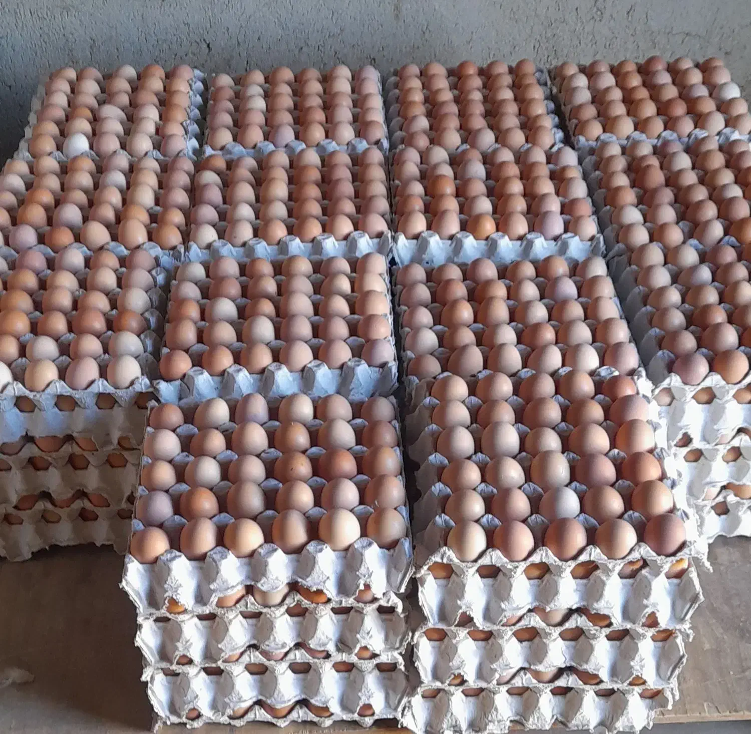 تخم مرغ محلی|خوردنی و آشامیدنی|همدان, |دیوار