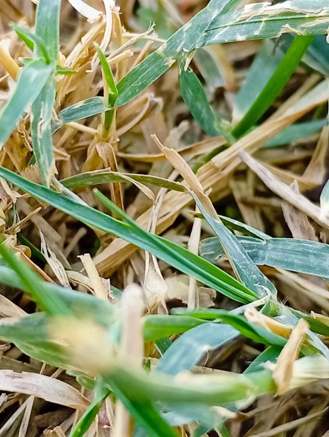 ردمی۱۴cدرحدنو|موبایل|مشهد, نظام دوست|دیوار