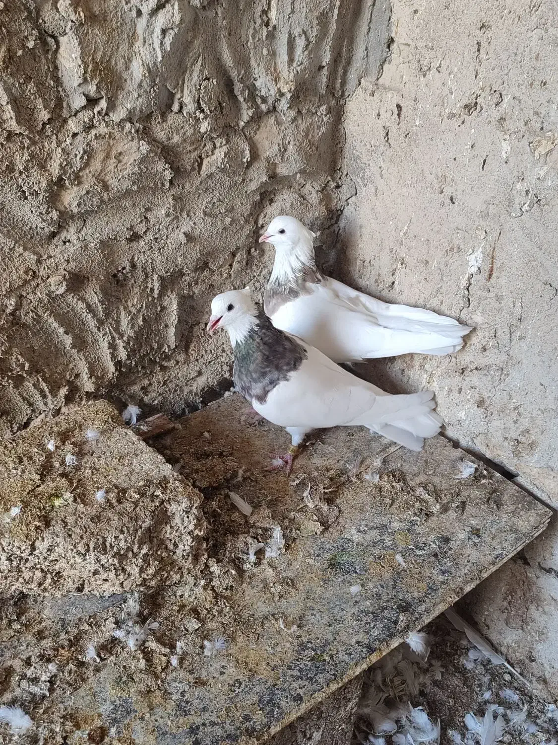 فروشی شش جفت طوقی پالخت|پرنده|بستک, |دیوار