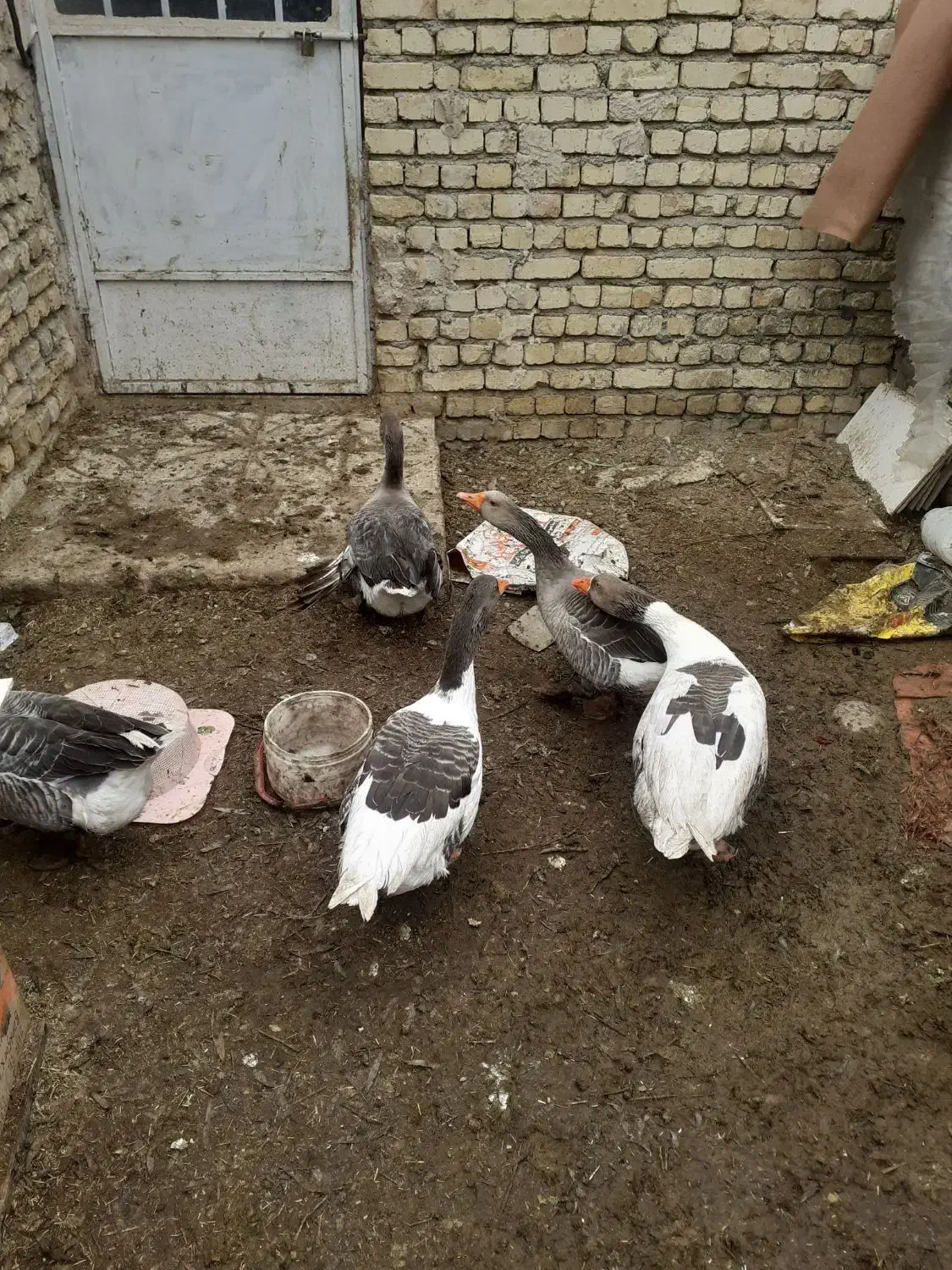 غاز نر ماده یک سال کمتر|حیوانات مزرعه|مبارکه, |دیوار