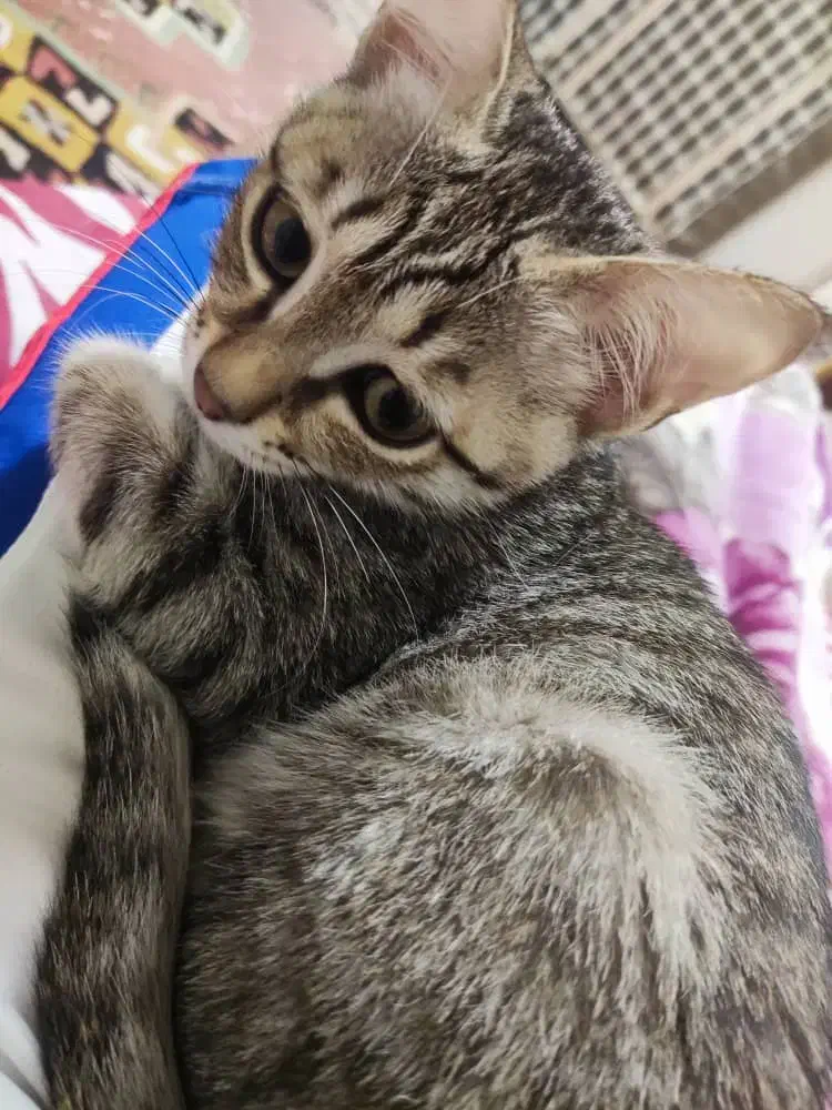 واگذاری بچه گربه|گربه|بندر انزلی, پاسداران|دیوار