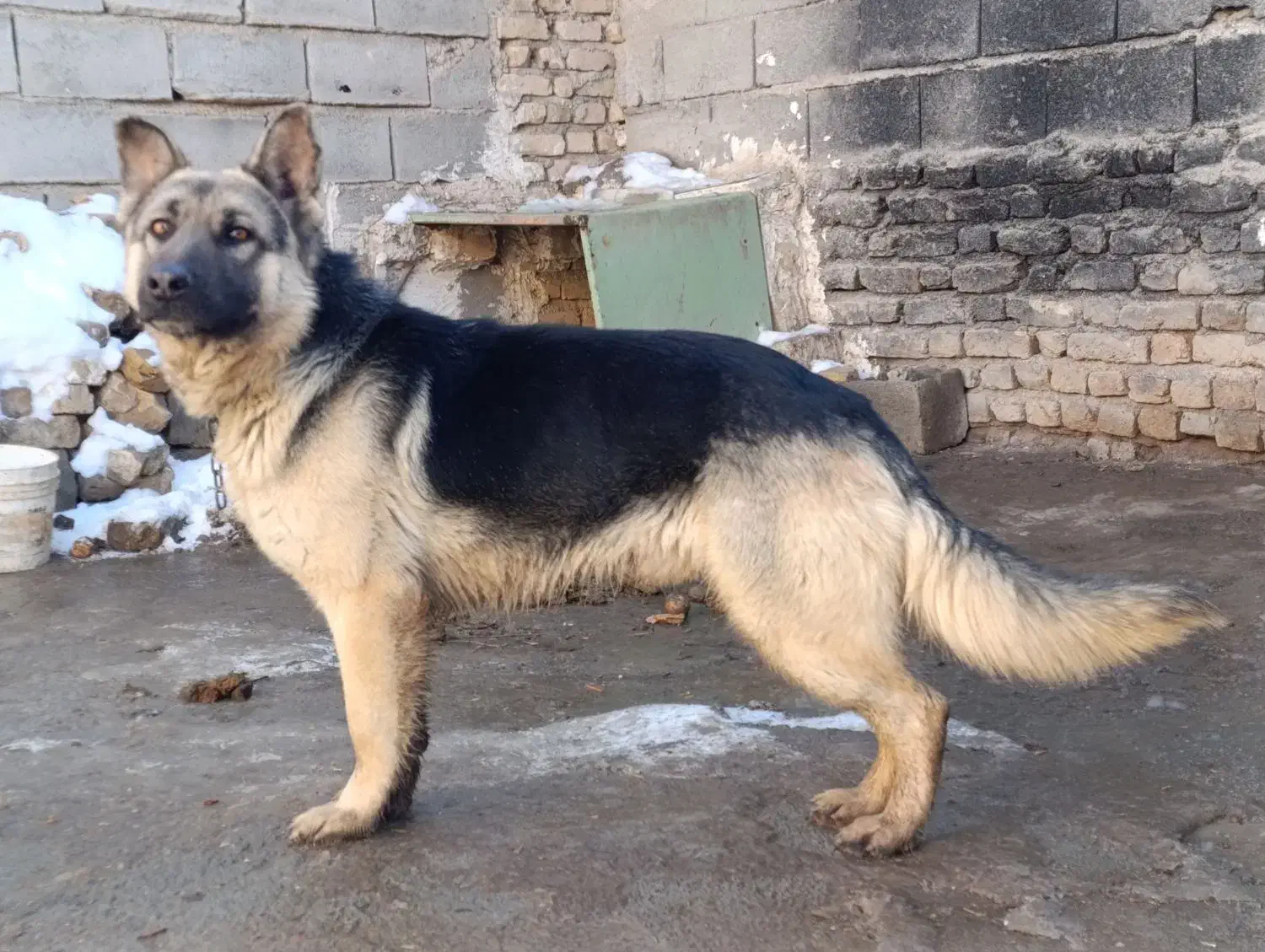 سگ ژرمن|سگ|قوچان, |دیوار