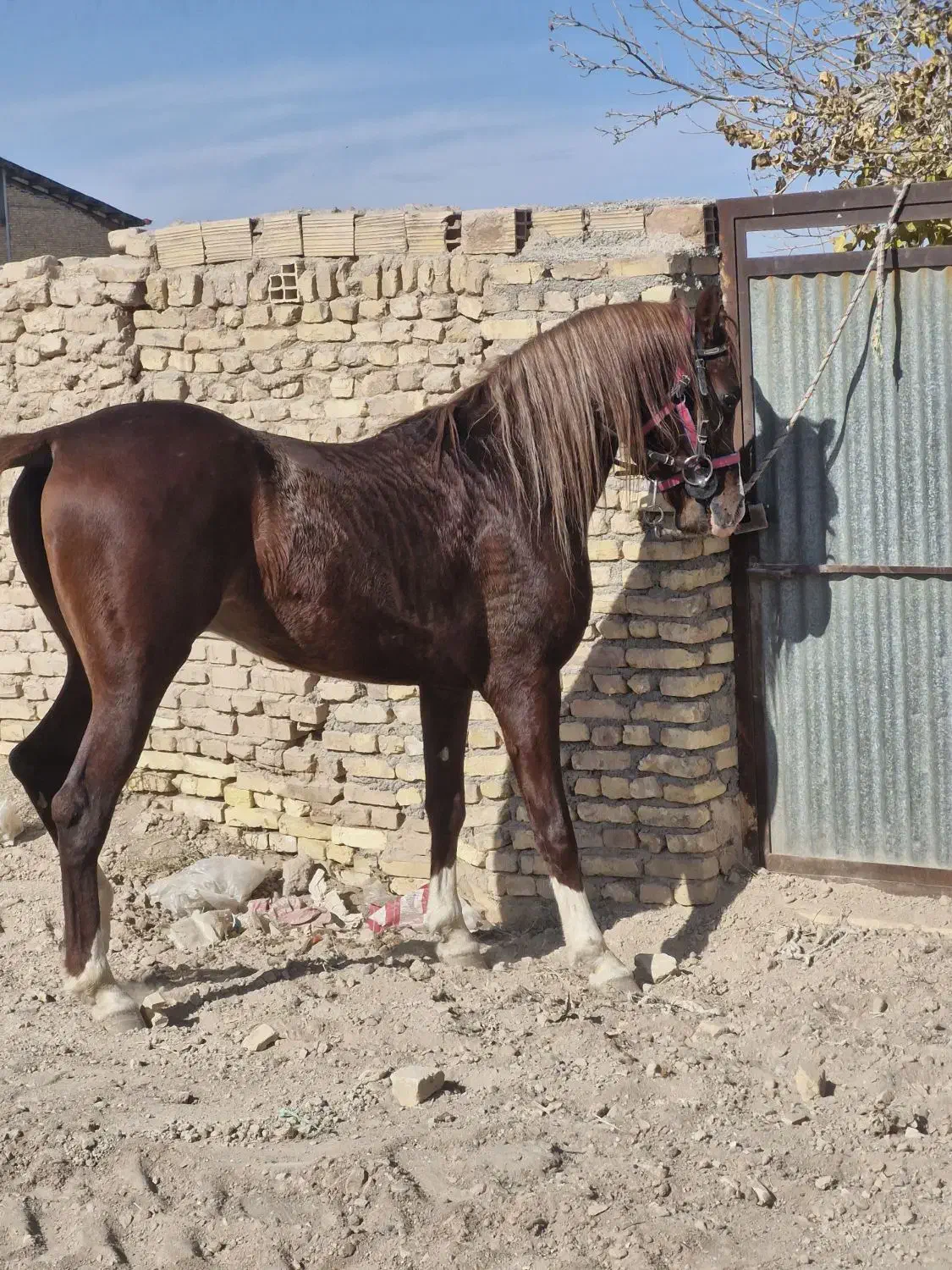 نریان عرب خالص ایرانی|اسب و تجهیزات اسبسواری|یزد, |دیوار