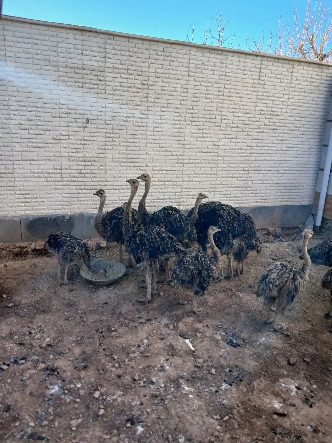 شترمرغ درهمدلن|حیوانات مزرعه|قزوین, |دیوار