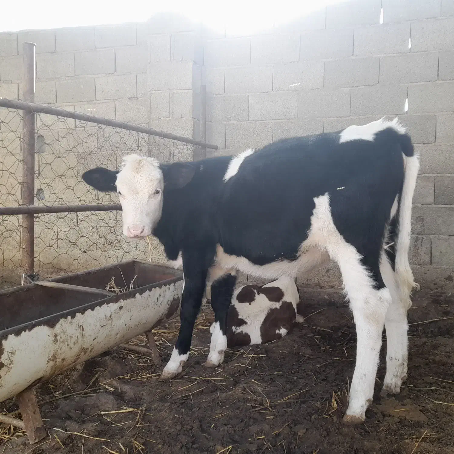 گوساله ماده جنس شیری|حیوانات مزرعه|گمیشان, |دیوار