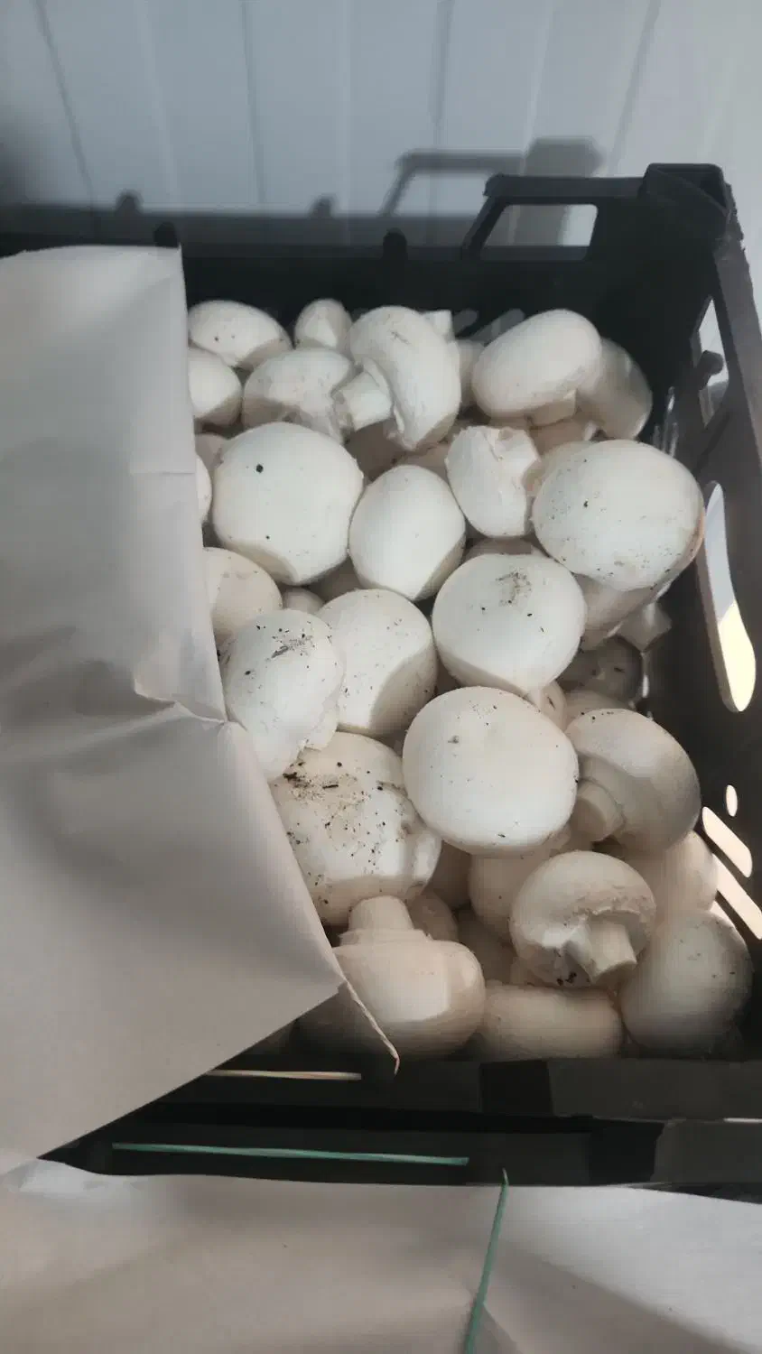 کار در  مزرعه پرورش قارچ|استخدام خدمات فروشگاه و رستوران|بهارستان, |دیوار