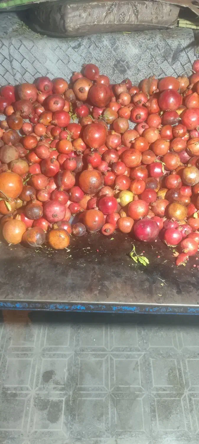 انار ربی|حراج|گنبد کاووس, |دیوار