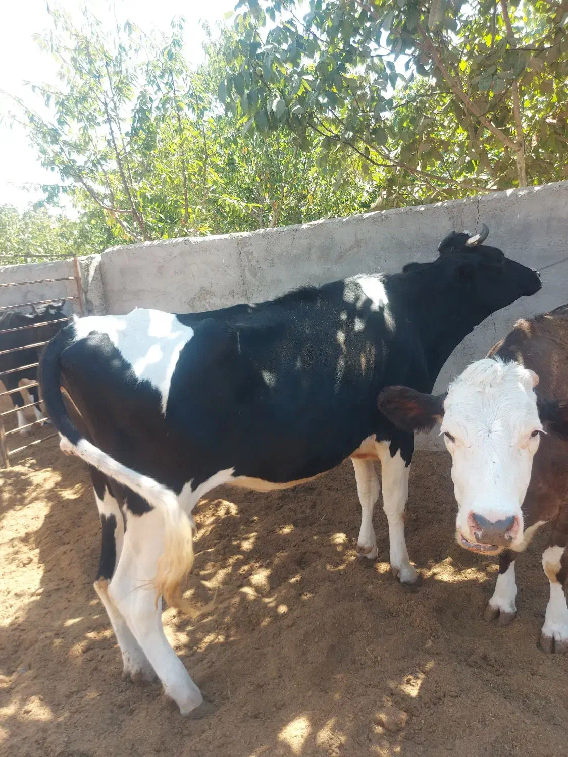 گوساله تلیسه آبستن گاو ابس گاو شیری|حیوانات مزرعه|کوهین, |دیوار