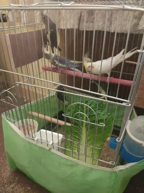 عروس هلندی نر و ماده با ۳ جوجه ۳ ماهه دونه خور|پرنده|تهران, قصر فیروزه ۲|دیوار