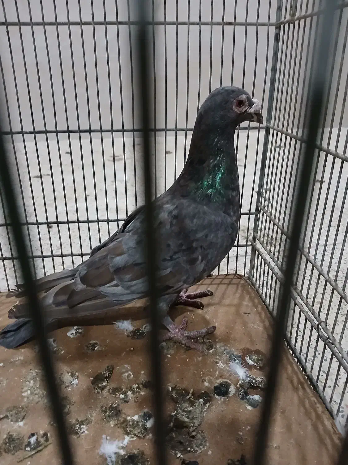 کوهی نامور|پرنده|اسدآباد, |دیوار