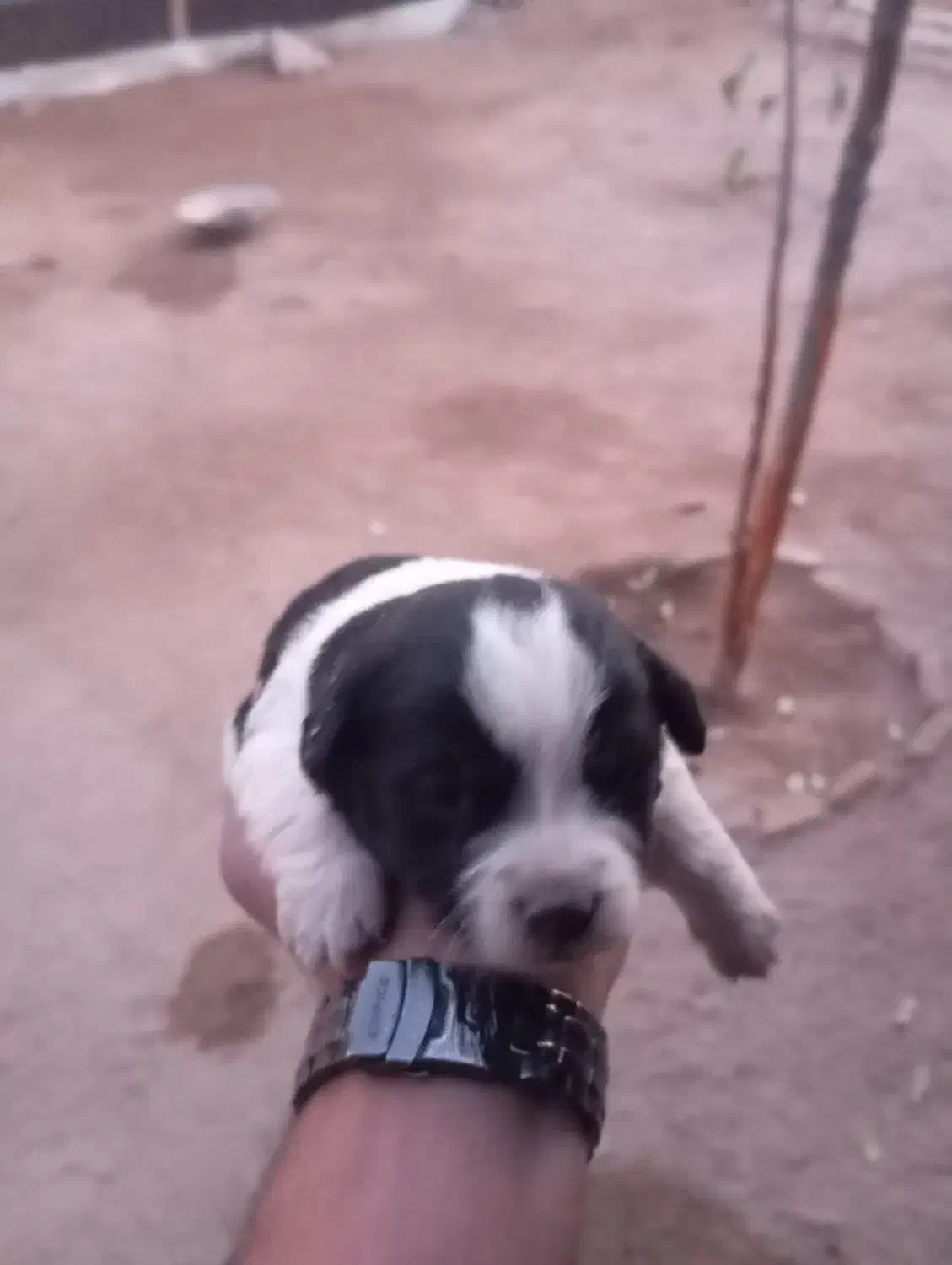 توله پاکوتا|سگ|آذرشهر, |دیوار