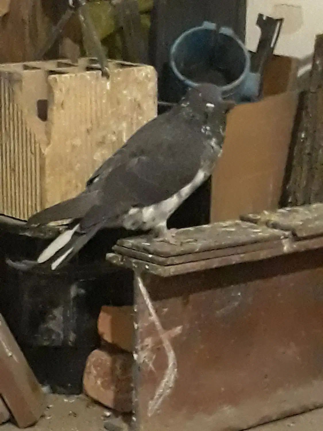 کبوتر کاکلی و تهرانی|پرنده|صحنه, |دیوار