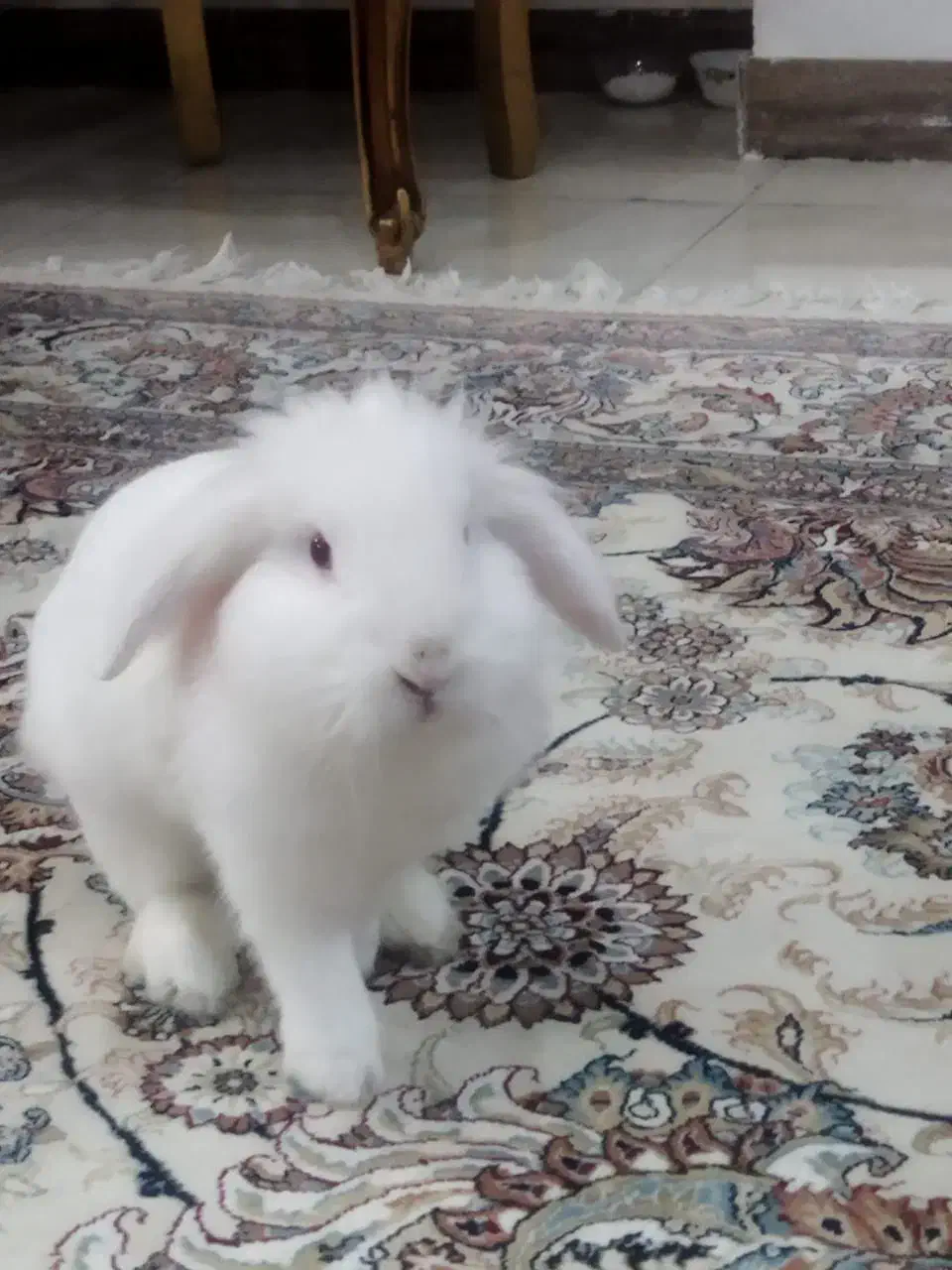 خرگوش مینی لوپ|موش و خرگوش|فردیس, سپید دشت|دیوار