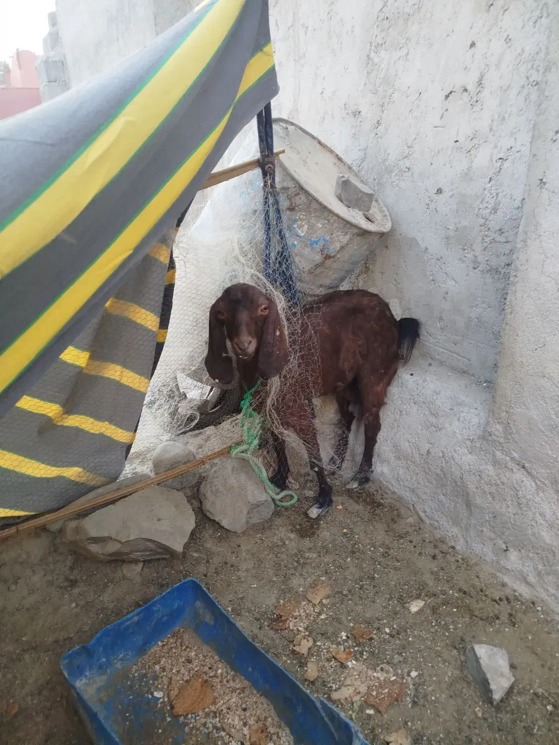 سه تا بز فروشی دوتا ماده یکی نر|حیوانات مزرعه|پارود, |دیوار