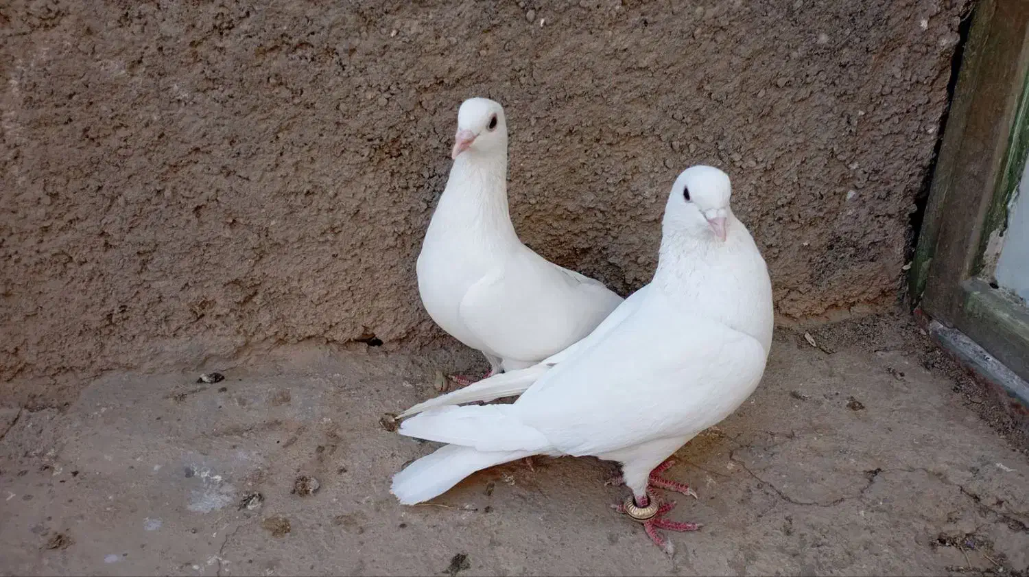 کبوتر|پرنده|جغتای, |دیوار