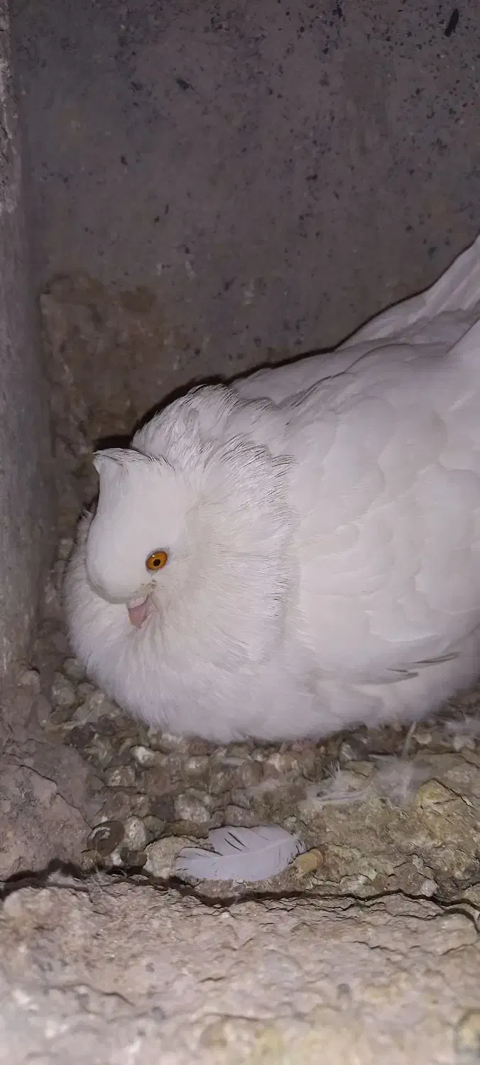 کبوتر کاکولی سفید|پرنده|خمینی‌شهر, |دیوار