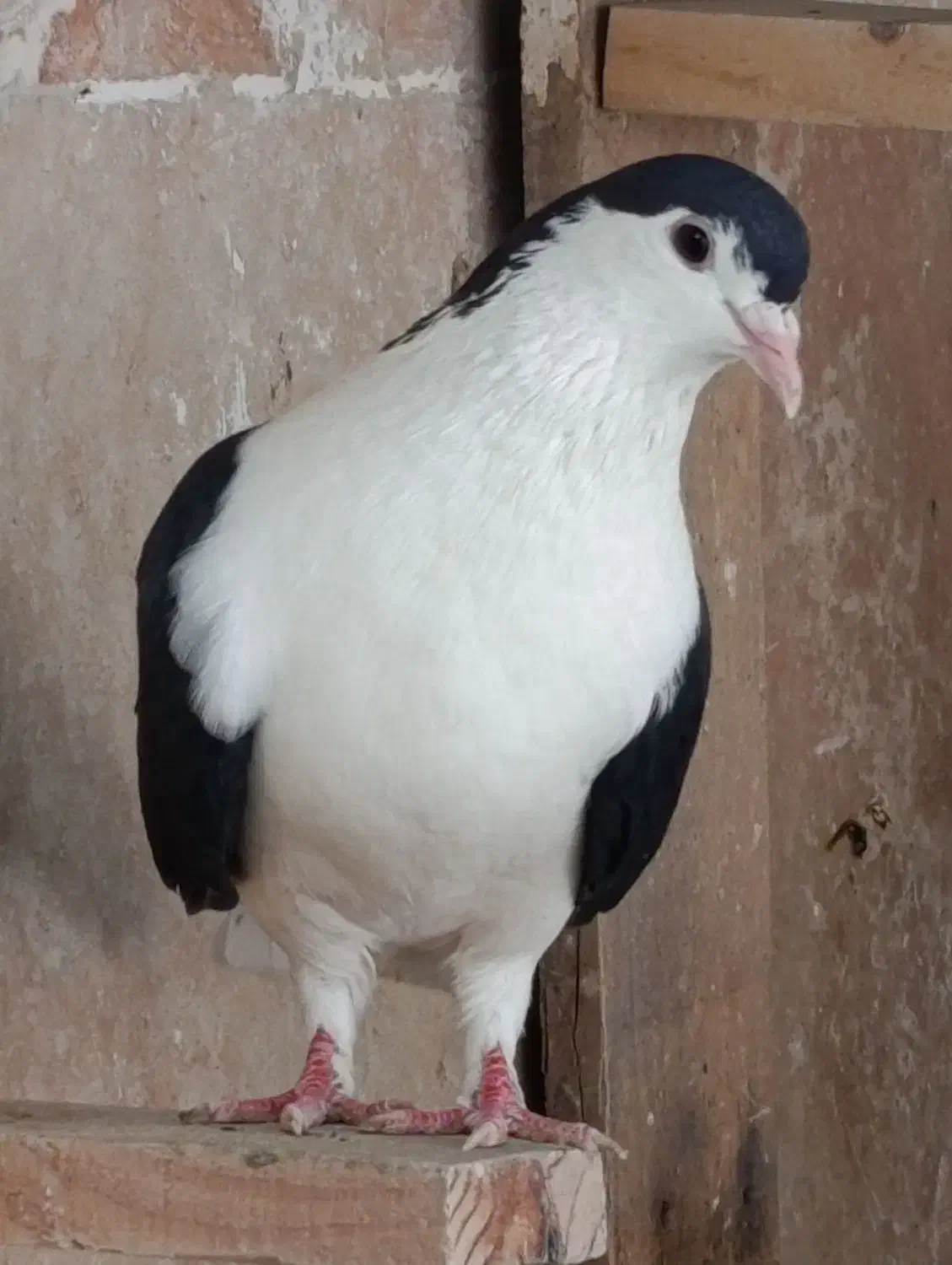 کبوتر|پرنده|اهواز, کیانشهر|دیوار