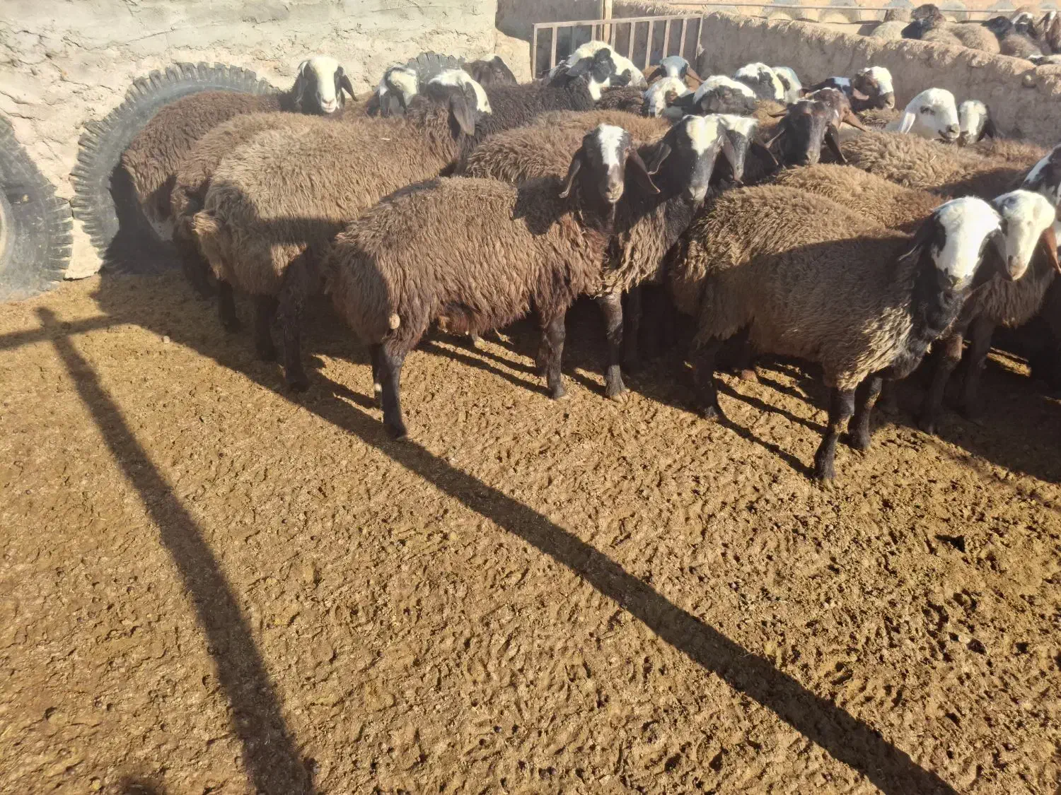 بره نر|حیوانات مزرعه|شراء, |دیوار