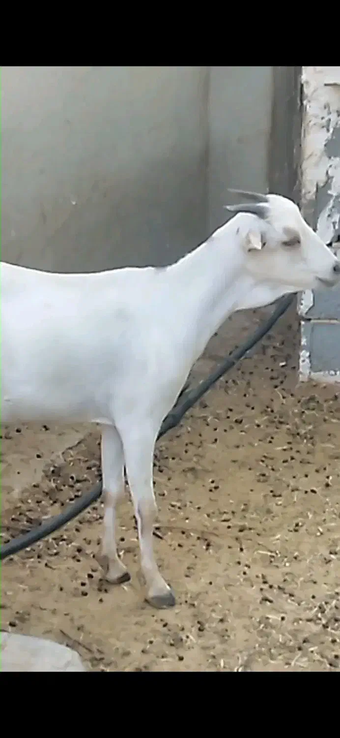 بز صومال و گیسه دورگ|حیوانات مزرعه|بندرلنگه, |دیوار