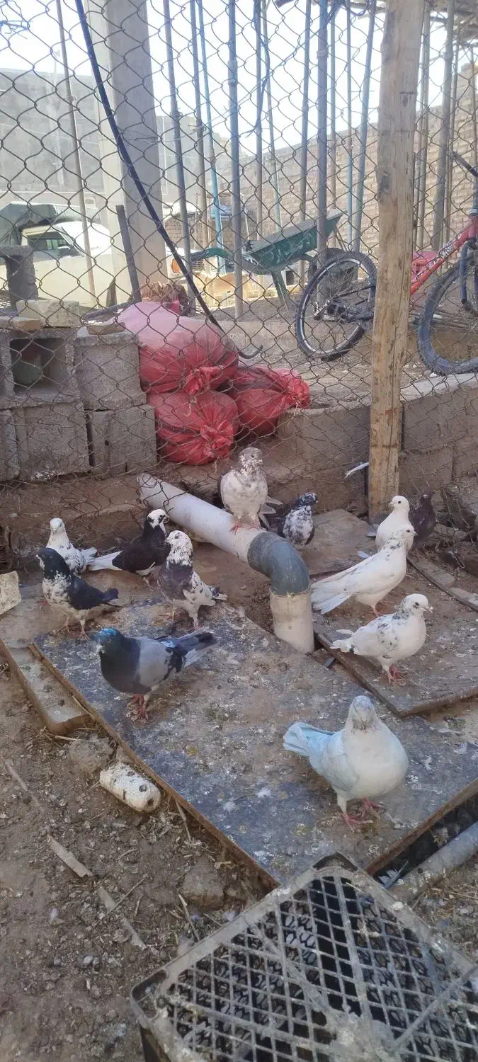 کبوتر پرشی|پرنده|سیرجان, |دیوار