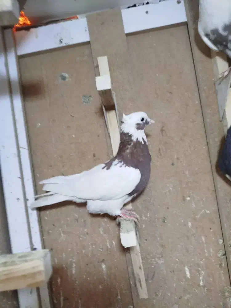 طوق سرخ بزن معاوضه|پرنده|مرودشت, ثبت احوال|دیوار