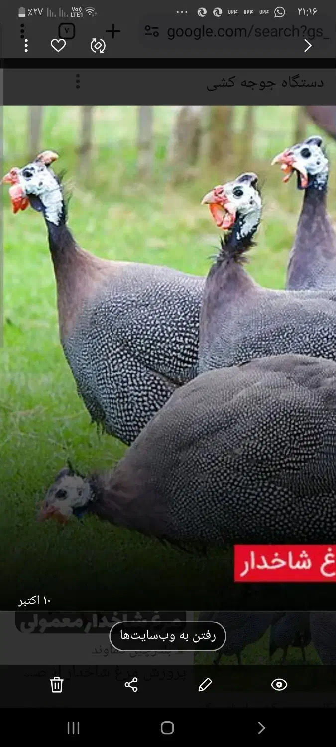 مرغ شاخدار هندی|حیوانات مزرعه|لامرد, |دیوار