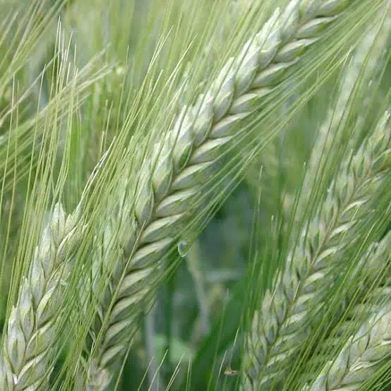 بذرتریتکاله امریکایی کالیفرنیا 45|خدمات باغبانی و درختکاری|گنبد کاووس, |دیوار