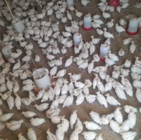 جوجه بوقلمون|حیوانات مزرعه|شیراز, لاله|دیوار