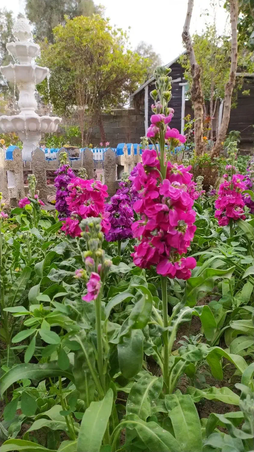 فروش بذر گل بسته ایی35000|گل و گیاه طبیعی|هندیجان, |دیوار