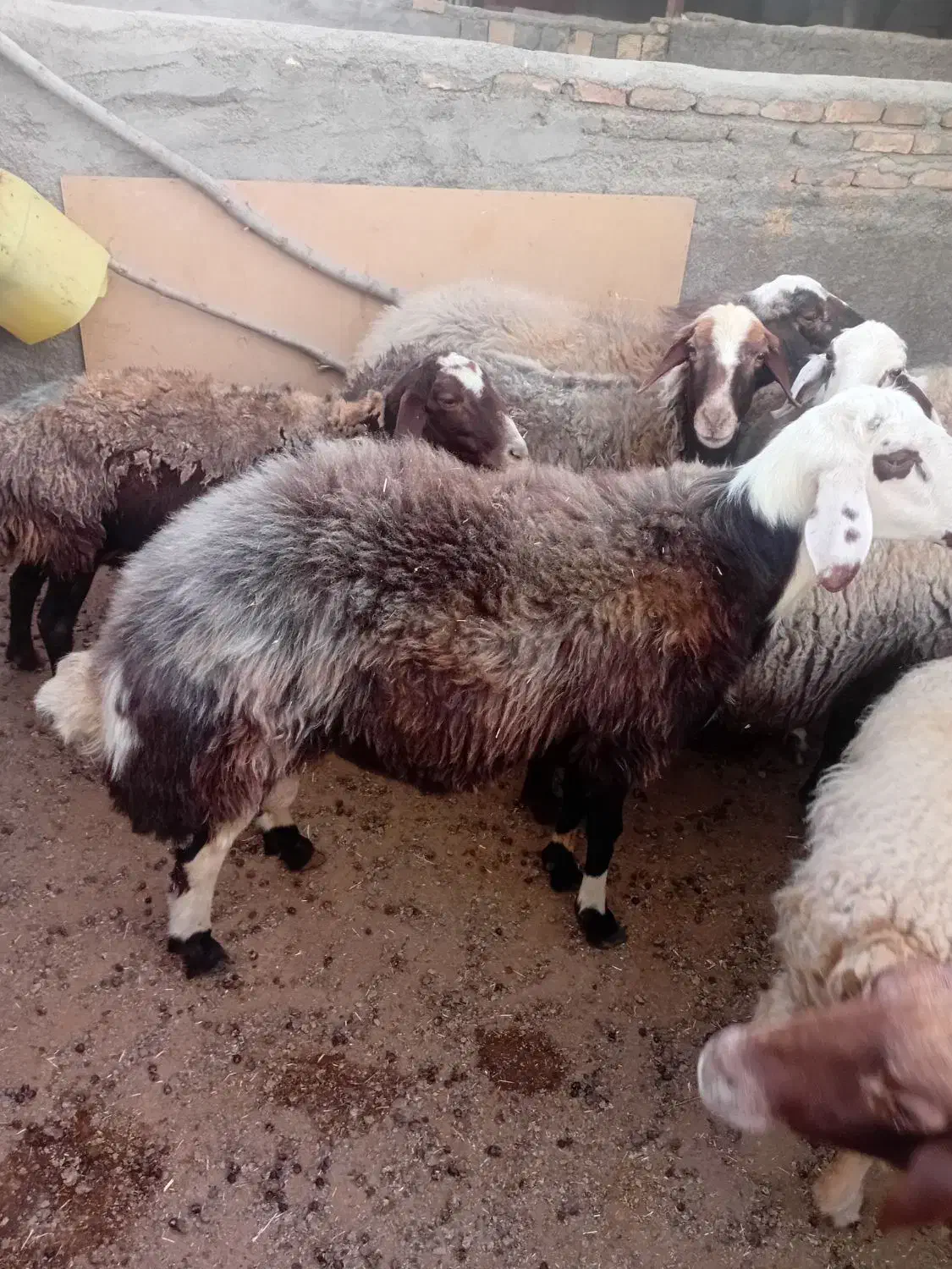 بره نر7ماهه|حیوانات مزرعه|کوهدشت, |دیوار