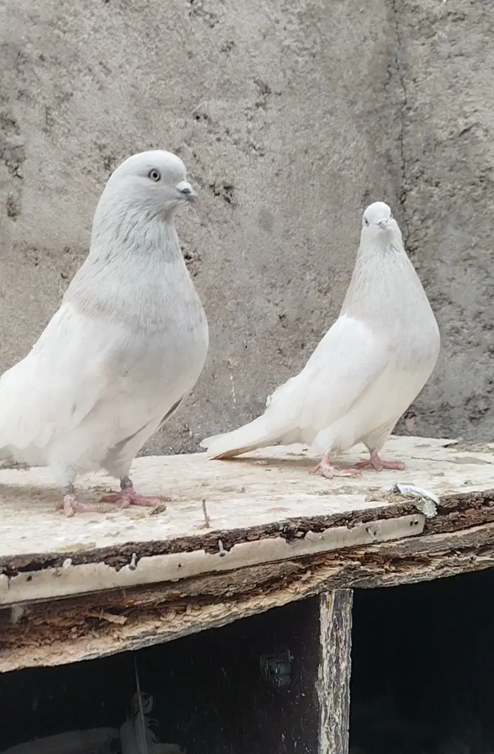 جفت|پرنده|تبریز, |دیوار