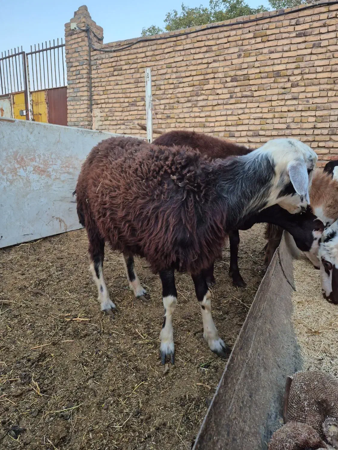 بره قوچ|حیوانات مزرعه|رشتخوار, |دیوار