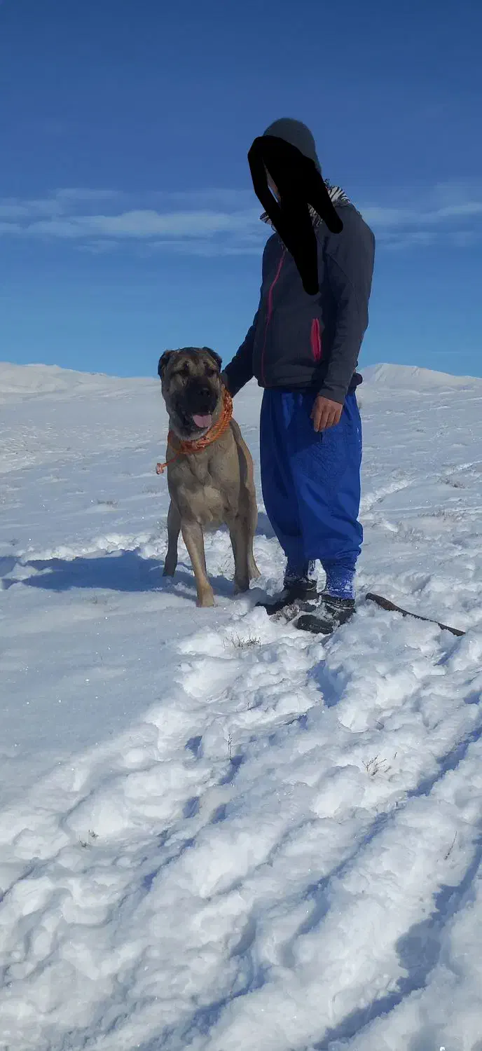 واگذاری سگ سرابی|سگ|سراب, |دیوار