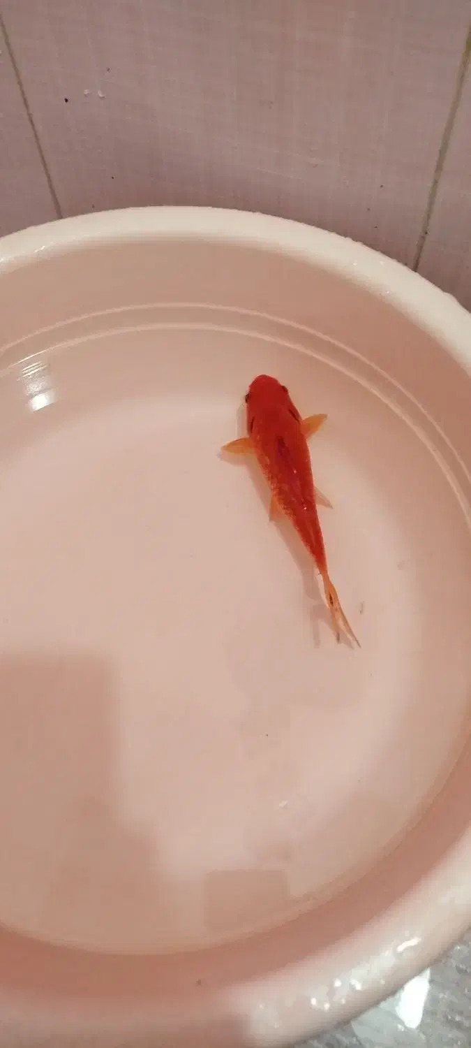 ماهی قرمز|ماهی|اردبیل, |دیوار