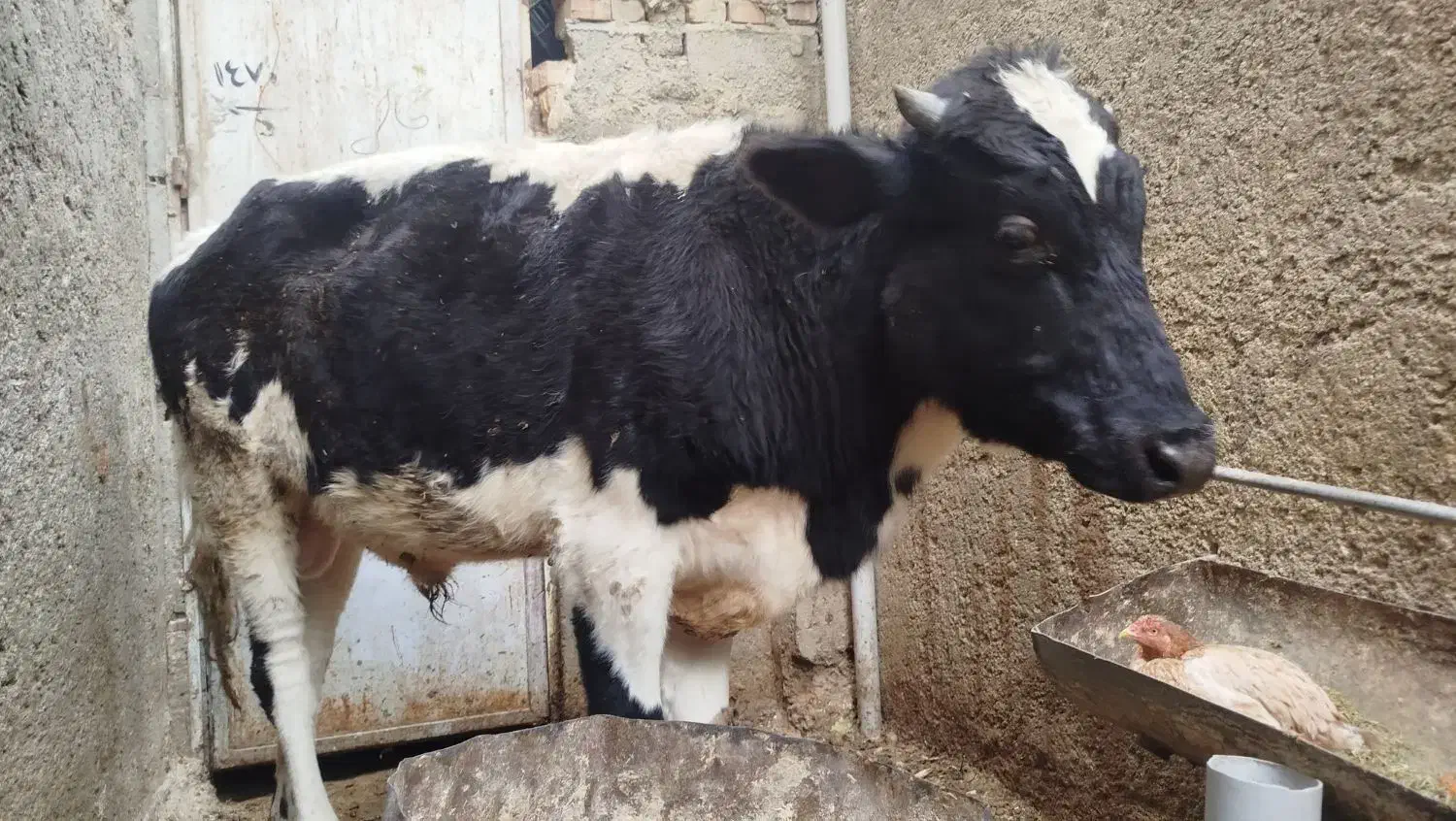 گاونر|حیوانات مزرعه|سراوان, |دیوار