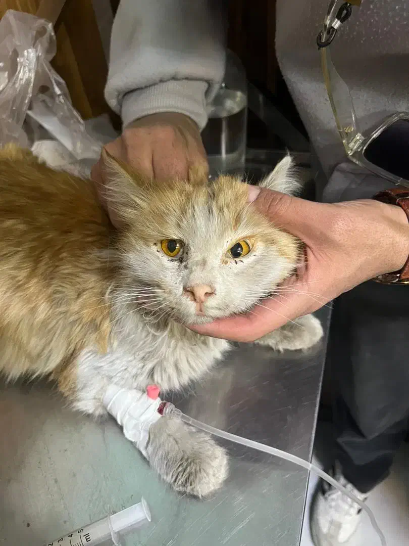 گربه گمشده|حیوانات|مشهد, رستگار|دیوار