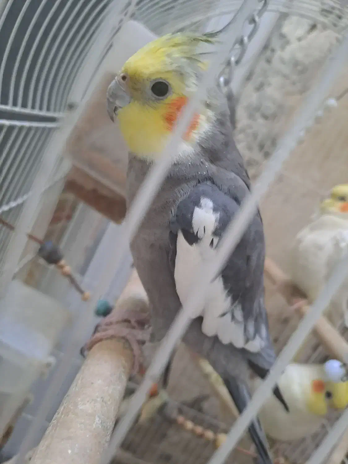 عروس هلندی|پرنده|پاکدشت, حصار امیر|دیوار