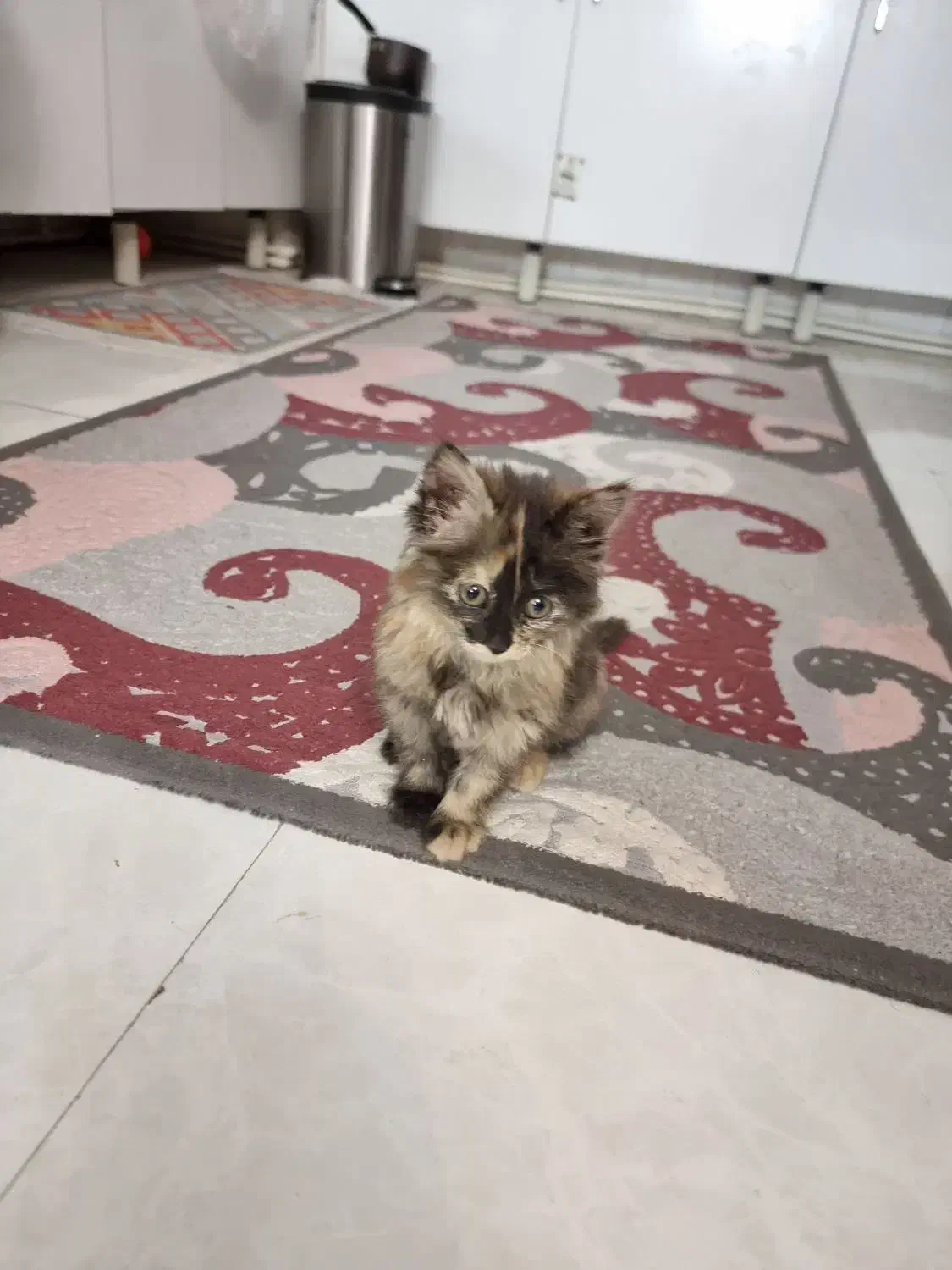 گربه پرشین|گربه|تهران, مختاری|دیوار