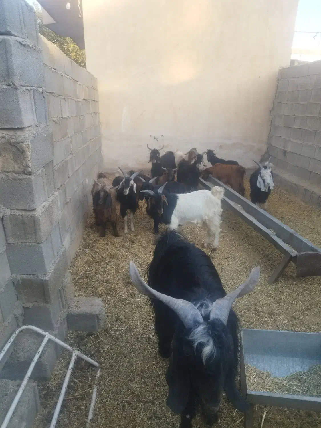 12عدد کهره نر فروش کیلویی 300|حیوانات مزرعه|سیمکان, |دیوار