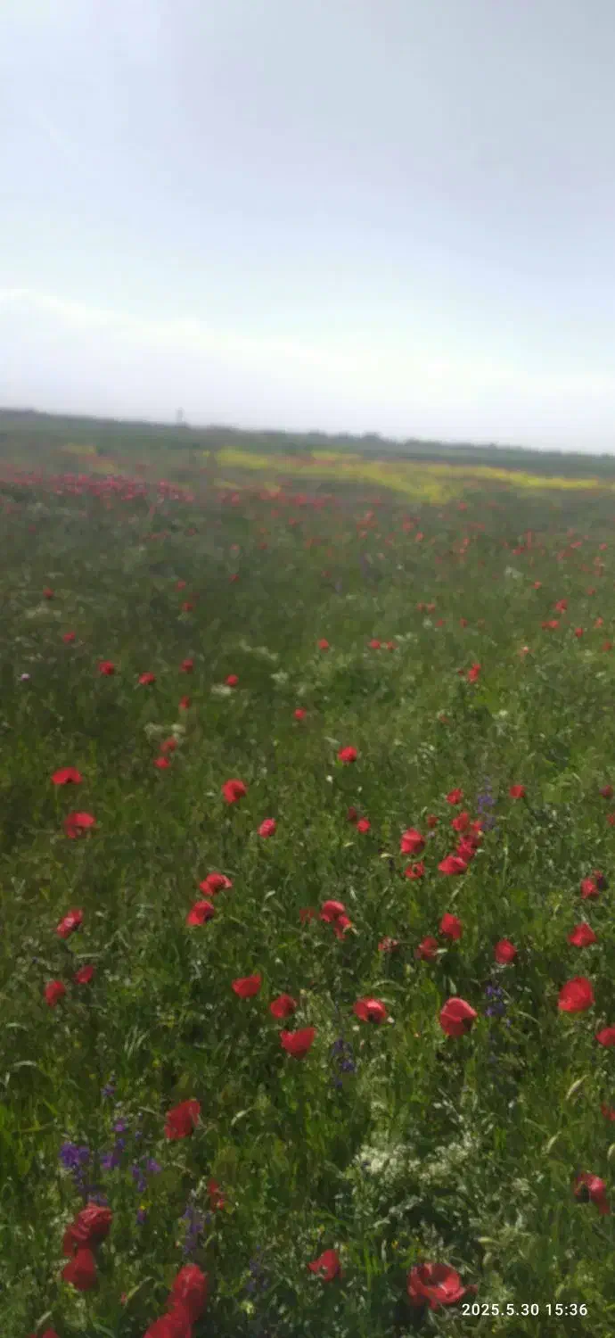 چاقو جیبی پیدا کردم|اشیا|اردبیل, |دیوار