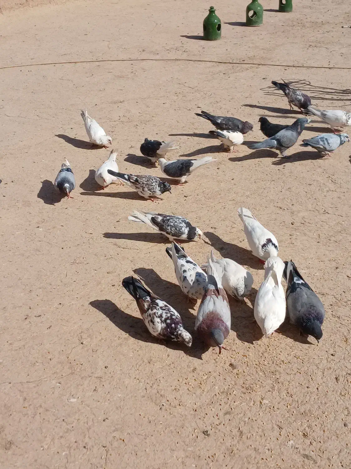 کبوتر|پرنده|گرمسار, |دیوار