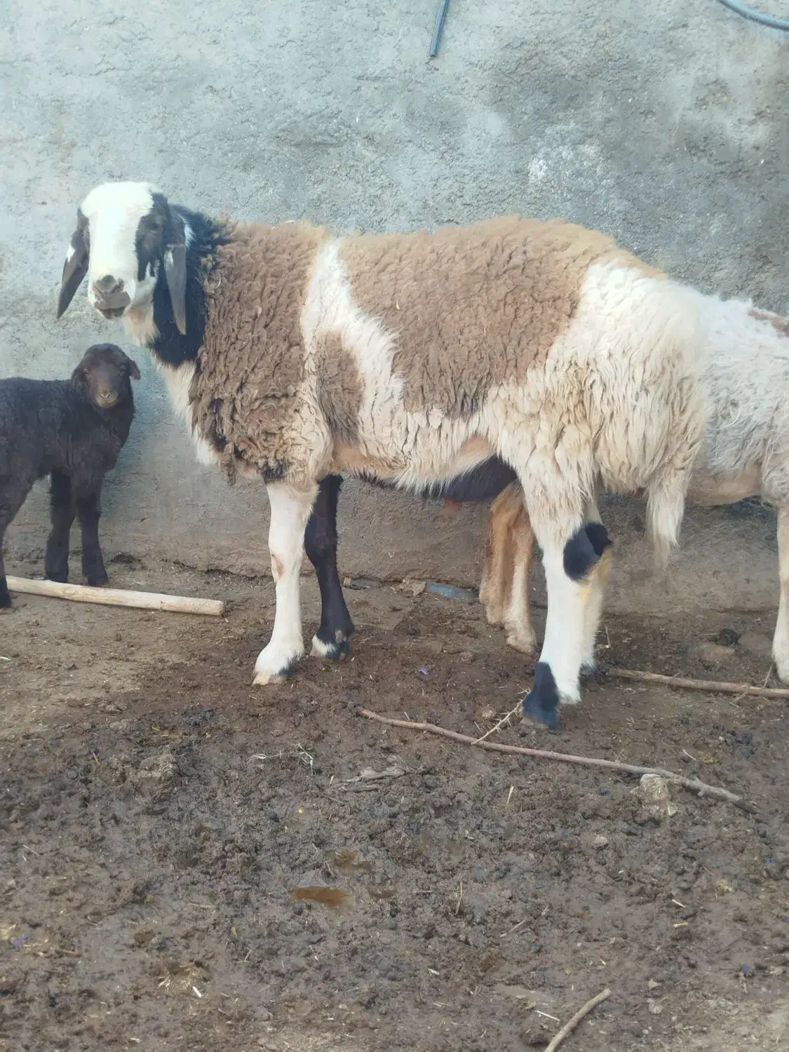 برع پلنگی|حیوانات مزرعه|مشهد, رده|دیوار