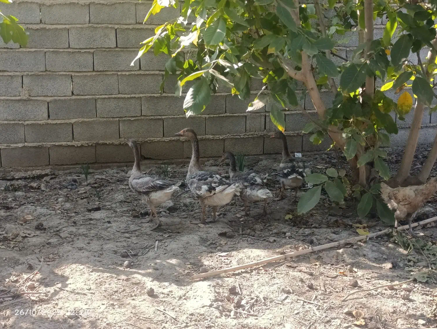 غاز جوان|حیوانات مزرعه|آزادشهر, |دیوار