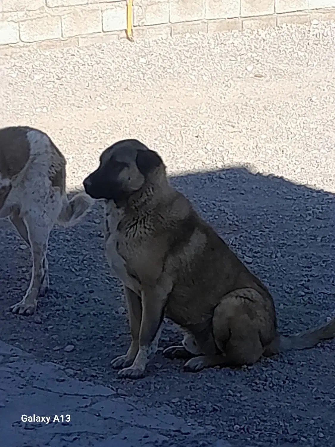 سگ‌سراب|سگ|بستان آباد, |دیوار