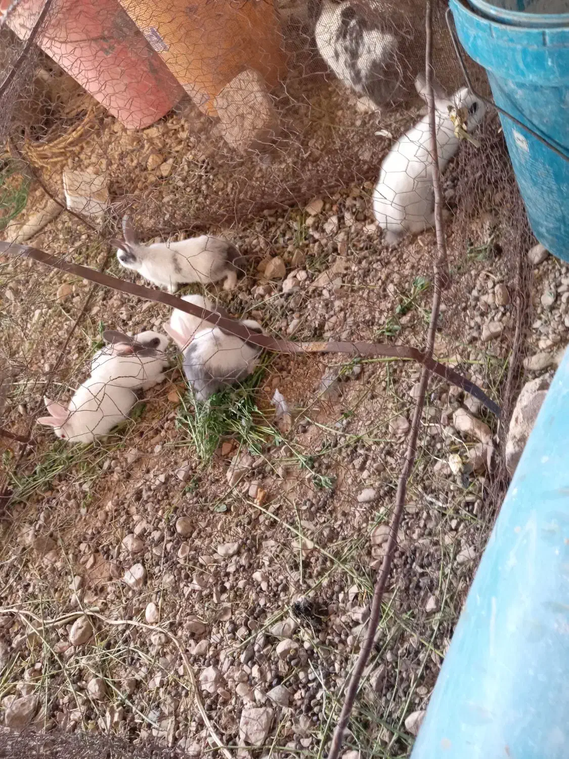 خرگوش|موش و خرگوش|قائن, |دیوار