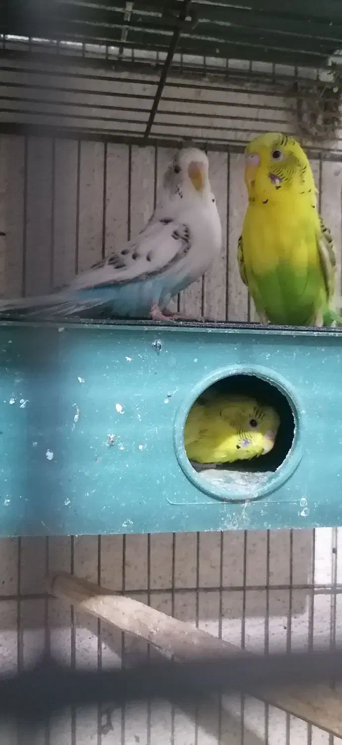 مرغ عشق|پرنده|آشخانه, |دیوار