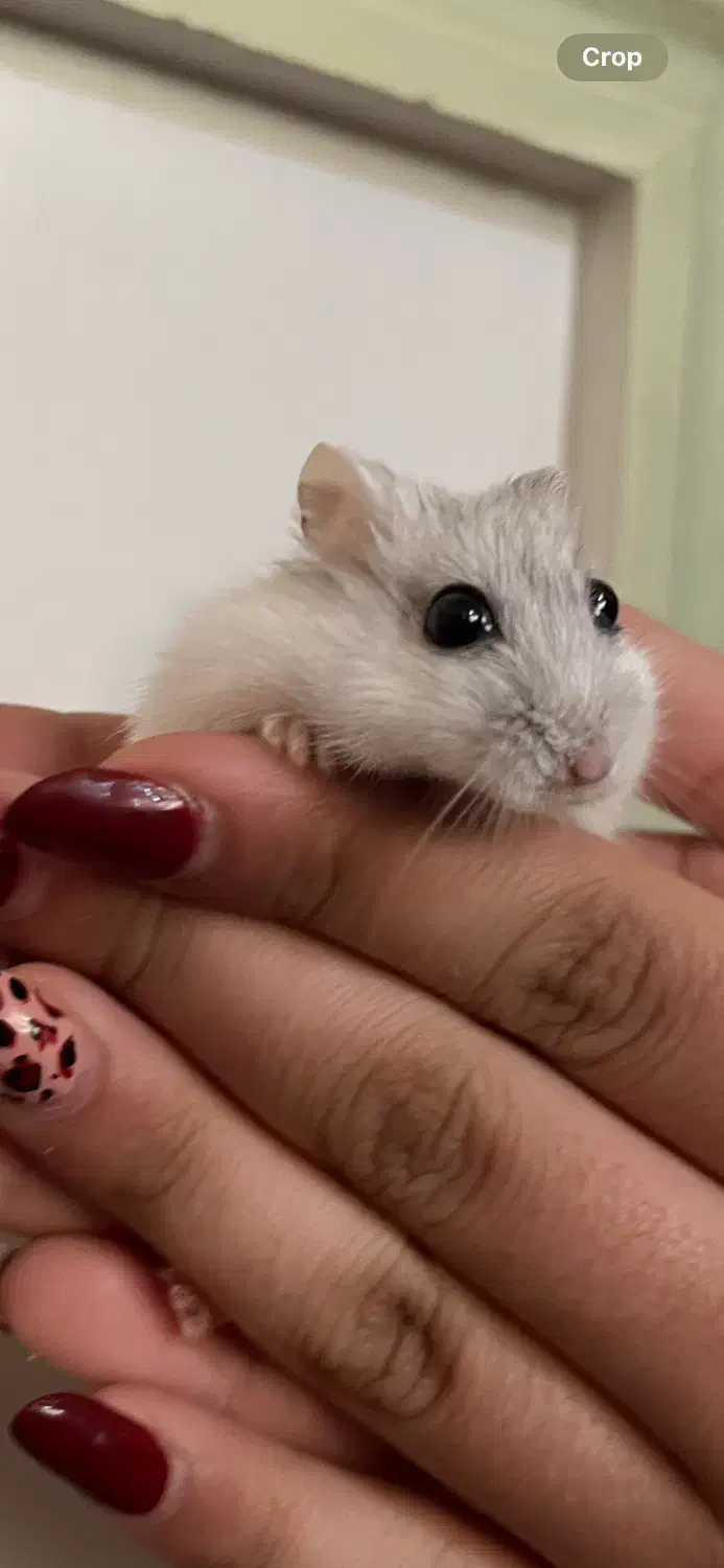 همستر کمپل وینتروایت جفت|موش و خرگوش|اصفهان, ناژوان|دیوار