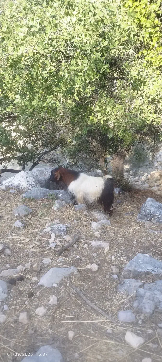 فروش یه راس چپش جوان نژاد دار و سرحال|حیوانات مزرعه|لوداب, |دیوار
